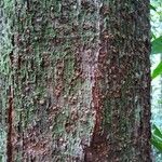 Dipterocarpus rigidus Corteza