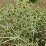 Eryngium campestre Habit