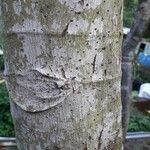 Cecropia schreberiana Corteza
