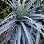 Tillandsia utriculata برگ