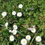 Bellis perennisFlower