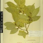 Symplocos theifolia 其他