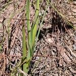 Aristea madagascariensis Leaf