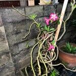 Adenium multiflorum Frunză