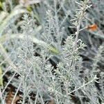 Artemisia herba-alba ശീലം