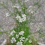 Coriandrum sativum Hábitos