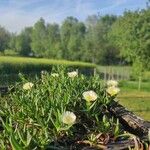 Carpobrotus edulisKwiat