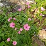 Linum pubescens Flower