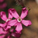 Silene scabriflora Flower