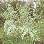 Sesbania drummondii 整株植物