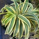 Dracaena reflexaपत्ता