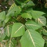 Erythrina variegata Lapas