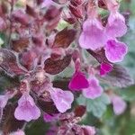 Teucrium chamaedrys Flower