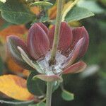 Lilium bolanderi Flower