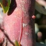 Acacia cultriformis Bark