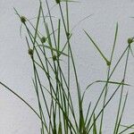 Cyperus brevifolius Leht