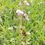 Desmodium paniculatumFlower