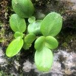 Crassula multicava পাতা