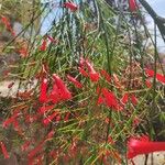 Russelia equisetiformis Floare