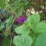 Stachytarpheta frantzii Flower