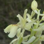 Orchis provincialis Flor