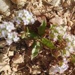 Valeriana coronata Flower