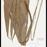 Geonoma macrostachys Цвят