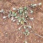 Gomphrena celosioides Habitus