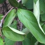 Ehretia amoena Hoja