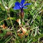 Gentiana sierrae Flower