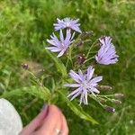 Lactuca sibirica 花