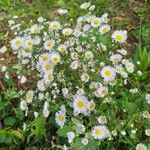Erigeron speciosus Yeri