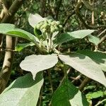 Solanum mauritianum 叶