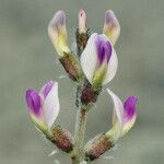 Astragalus layneae Λουλούδι