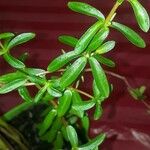 Peperomia inaequalifolia Leaf