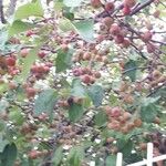Malus domestica ᱛᱟᱦᱮᱸ
