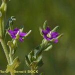 Legousia hybrida Sonstige