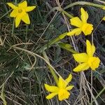 Narcissus assoanus Flor