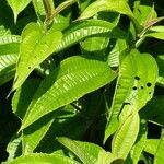 Miconia affinis Leaf