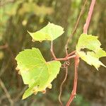 Vitis rupestris Лист