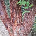 Acer griseum Rinde