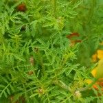 Tagetes tenuifolia Листок