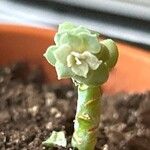 Sedum spathulifolium Costuma