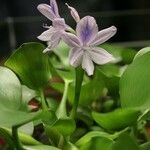 Pontederia crassipes Цвят