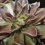 Echeveria affinis Ліст