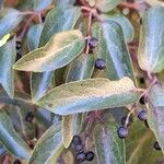 Aristotelia chilensis Fruchs