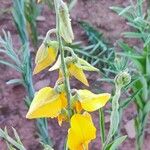 Crotalaria juncea Blodyn