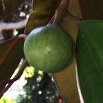 Chrysophyllum cainito Fruto
