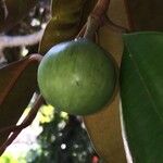 Chrysophyllum cainito Fruit