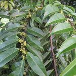 Maytenus guyanensis Levél